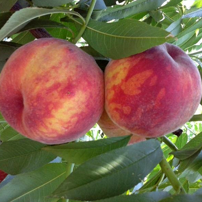 Саджанці персика Вавиловський (привитий) - 1-річний Чернівці - фото 1