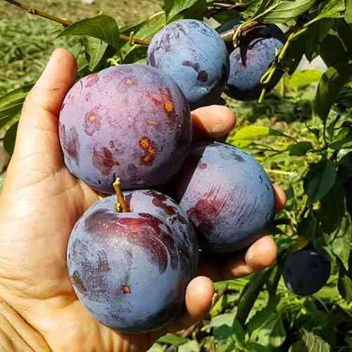 Саженцы диплоидной сливы Гигант (привитый) - 2-летний Черновцы