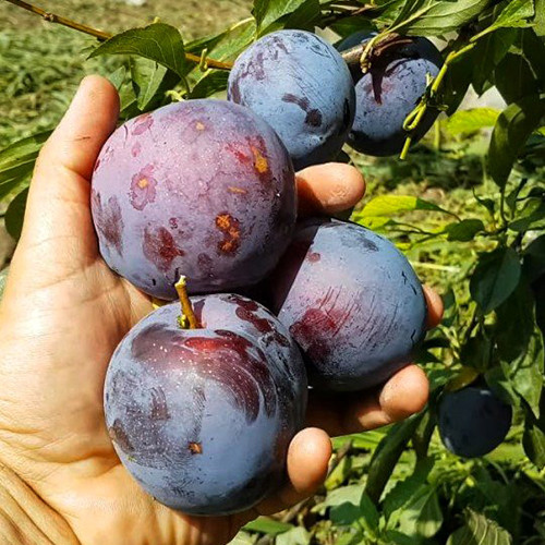 Саженцы диплоидной сливы Гигант (привитый) - 2-летний Черновцы - изображение 1