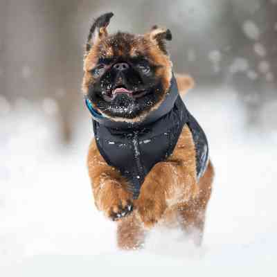 Курточка для животных Airy Vest двусторонняя XS 22 чёрно-голубая (1713) Винница