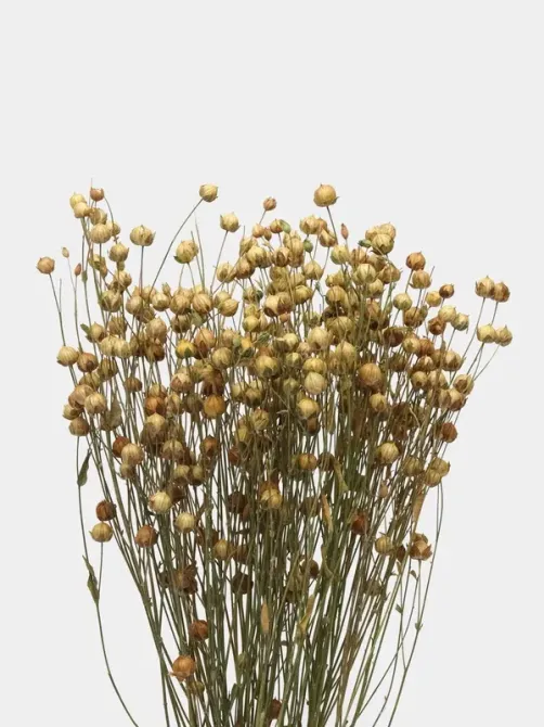 Льон в колосках для амадін, канарок, папуг та гризунів - уп.30г тм Zelena Zoo Зміїв - фото 1