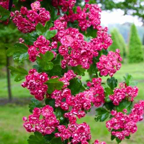 Саженцы декоративного боярышника Тоба – 1-летний Черновцы