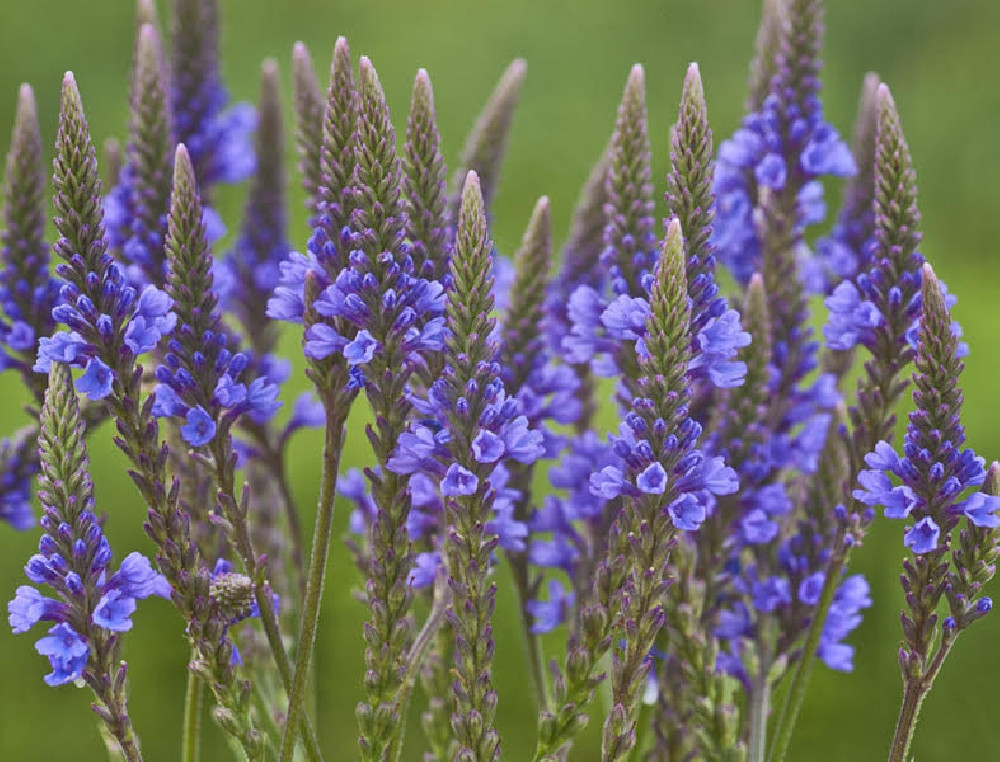 Вербена лікарська (Вербена лекарственная) 100г master sem Киев - изображение 1