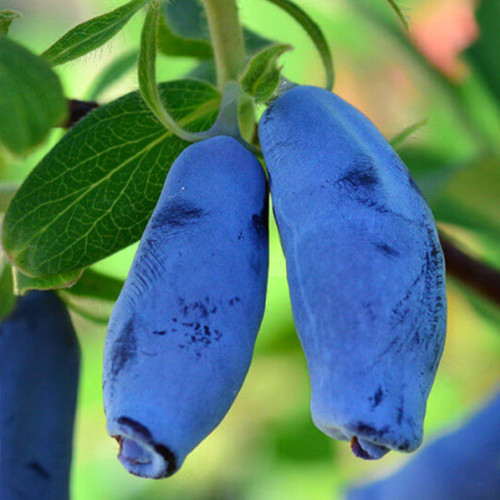 Саженцы жимолости Синичка (черенкованный) - 3-летний Черновцы - изображение 1