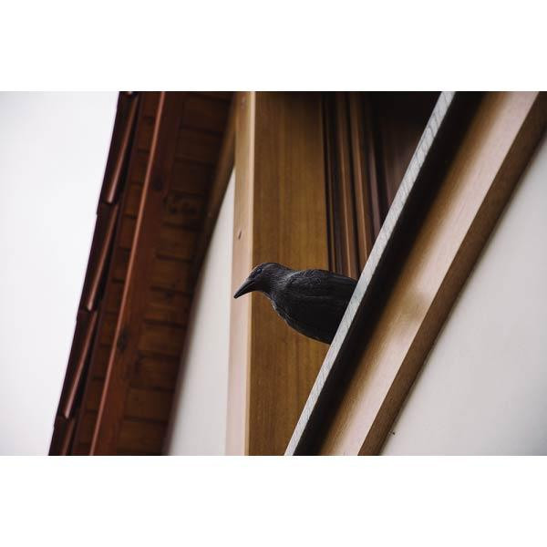 Відлякувач птахів. Ворон BRADAS Польща Київ - фото 5