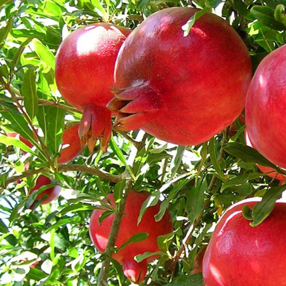 Саджанці гранату Ак-дона (черенкований) - 3-річний Чернівці - фото 2