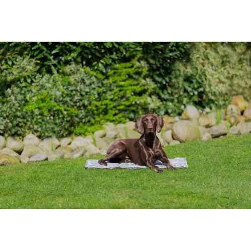 Охолоджуючий килимок Trixie м який XXL 110 х 70 см сірий Київ