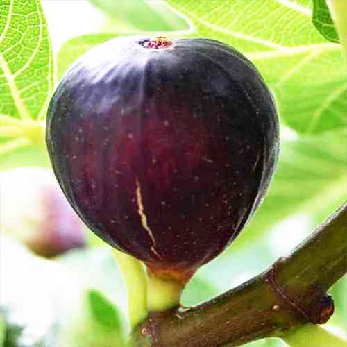 Саженцы инжира Крымский Черный (черенкованный) - 1-летний Черновцы