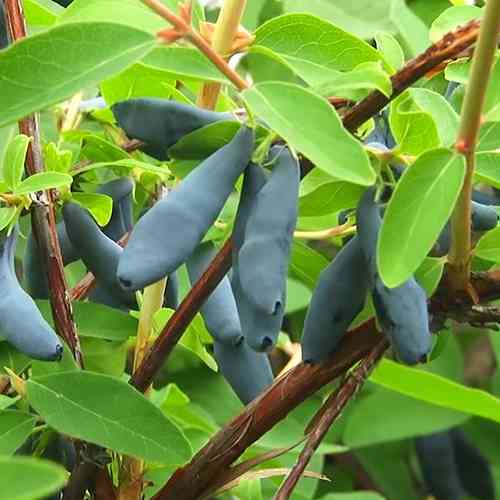 Саженцы жимолости Стрежевчанка (черенкованный) - 3-летний Черновцы