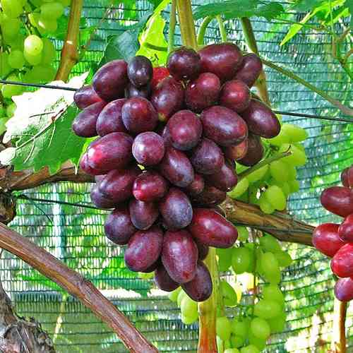 Саженцы винограда Бешевский (черенкованный) - 2-летний Черновцы