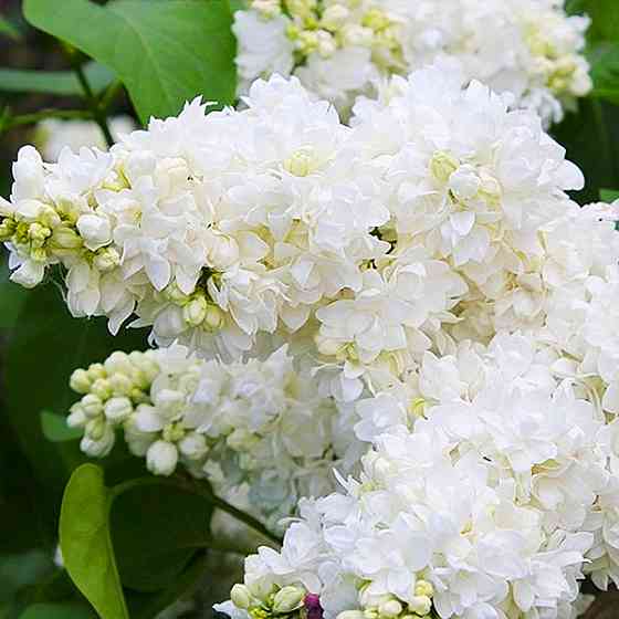 Саджанці бузку Аліса Хардінг (привитий) - 2-річний Чернівці