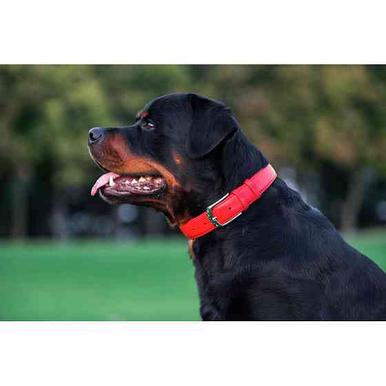 Нашийник для собак шкіряний WAUDOG Glamour з QR паспортом, без прикрас, L, Ш 25 мм, Дов 38-49 с Коломыя