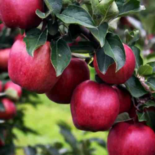 Саджанці яблуні Редлов (привитий) - 1-річний Чернівці