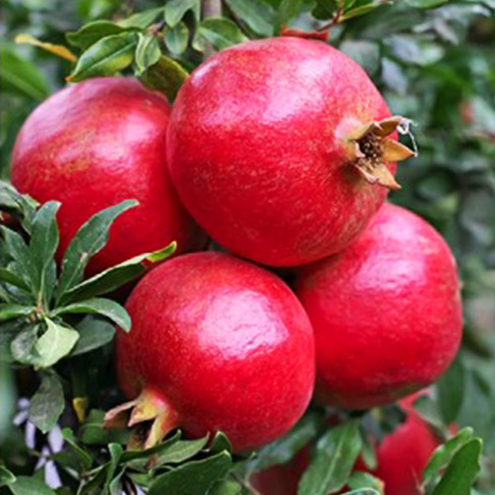 Саджанці гранату Східний (черенкований) - 1-річний Чернівці - фото 2