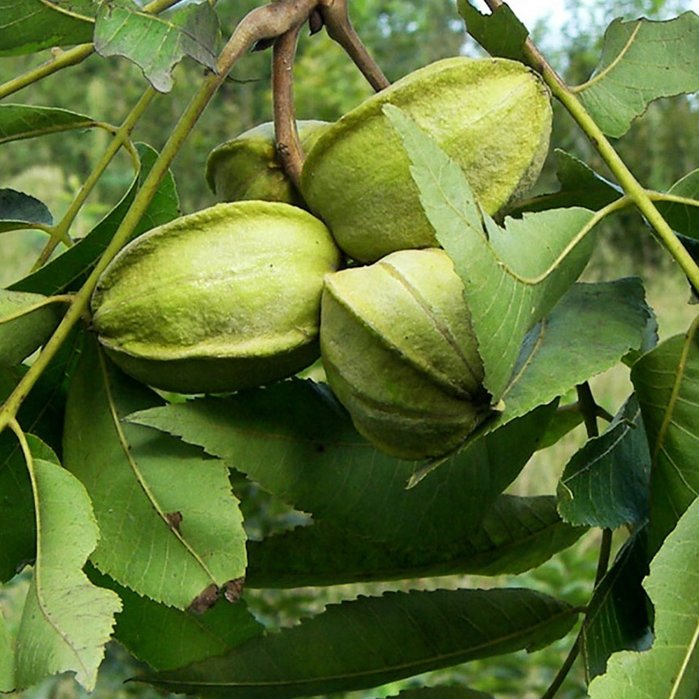 Саженцы пекана Caddo (Кадо) - 4-летний Черновцы - изображение 4