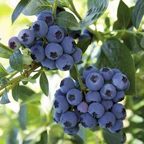 Саженцы голубики Элиот (черенкованный) - 4-летний Черновцы