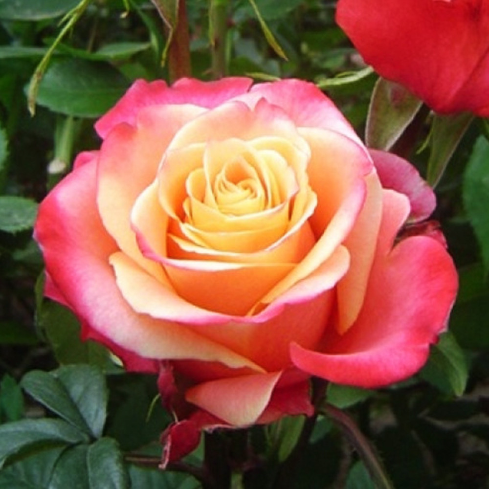 Саженцы чайно-гибридных роз Три-Д-3D (привитый) Черновцы - изображение 2