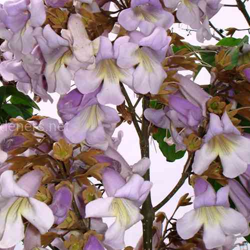 Саджанці павловнії Адамове дерево (черенкований) - 2-річний Чернівці