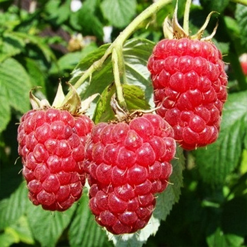 Саджанці малини Осіння (черенкований) - 1-річний Чернівці - фото 1