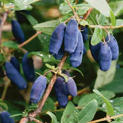 Саженцы жимолости Ласунка (черенкованный) - 2-летний Черновцы