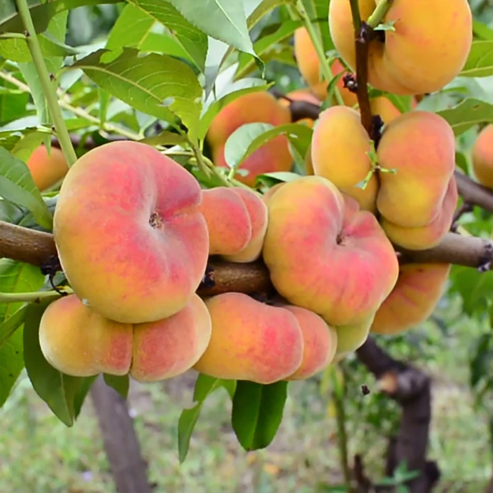 Саженцы персика Бельмондо (привитый) - 1-летний Черновцы - изображение 3