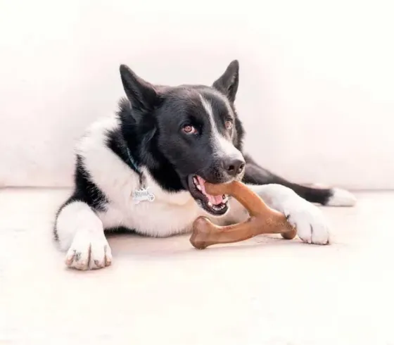 Жувальна іграшка для собак Бенебон Benebone Wishbone Bacon іграшка зі смаком бекону для собак до 54 кг (розмір Giant) Вінниця