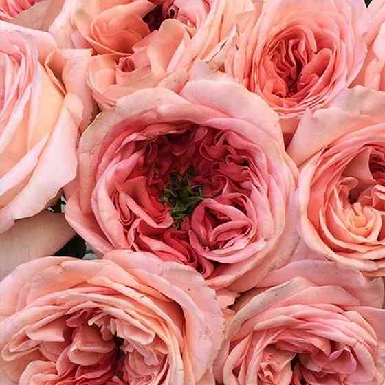 Саженцы английских пионовидных роз Лондон Ай (привитый) Черновцы