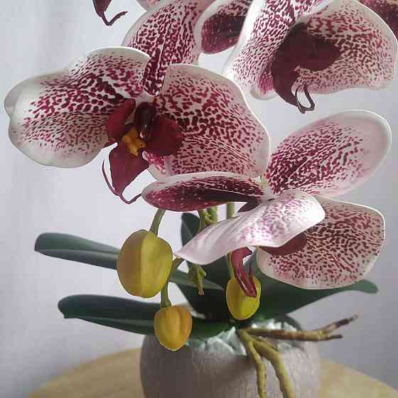 Штучна латексна орхідея VIP у пудровому керамічному кашпо на дві гілки бордовий градієнт Дніпро