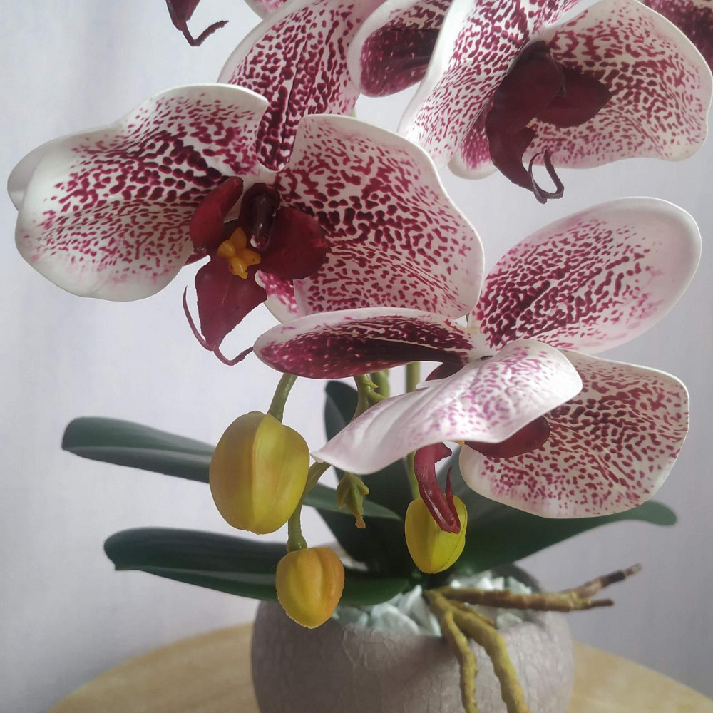 Штучна латексна орхідея VIP у пудровому керамічному кашпо на дві гілки бордовий градієнт Дніпро - фото 3