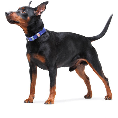 Ошейник для животных WAUDOG Classic кожаный 12 мм х 21-29 см фиолетовый (02029) Винница - изображение 8