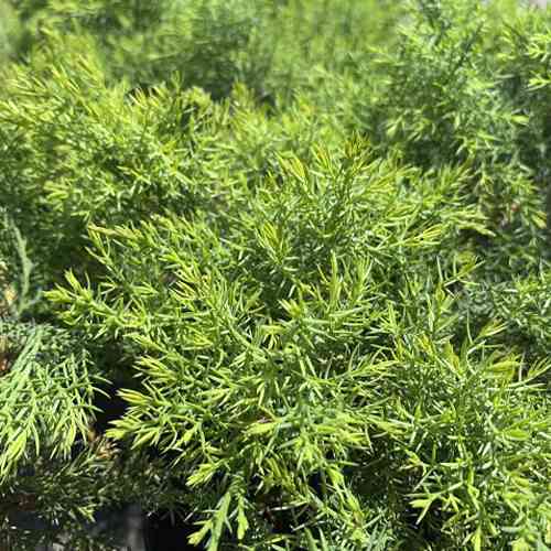 Саджанці ялівцю Даурський (черенкований) - 3-річний Чернівці