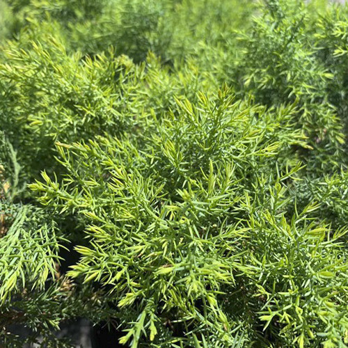 Саджанці ялівцю Даурський (черенкований) - 3-річний Чернівці - фото 1