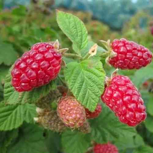 Саджанці малини Гордість (черенкований) - 1-річний Чернівці