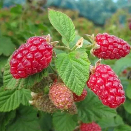 Саженцы малины Гордость (черенкованный) - 1-летний Черновцы - изображение 1