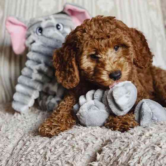 Іграшка для собак Patchwork Pet Ellie Elephant (Печворк ПтСлон Еллі) Запоріжжя