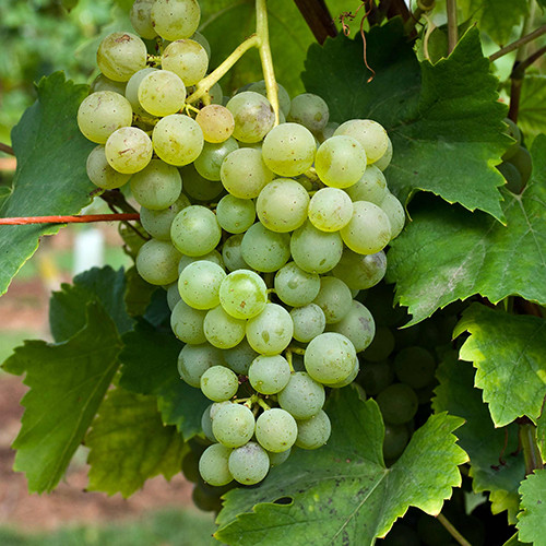 Cаджанці винограду Злато (черенкований) - 2-річний Чернівці - фото 1