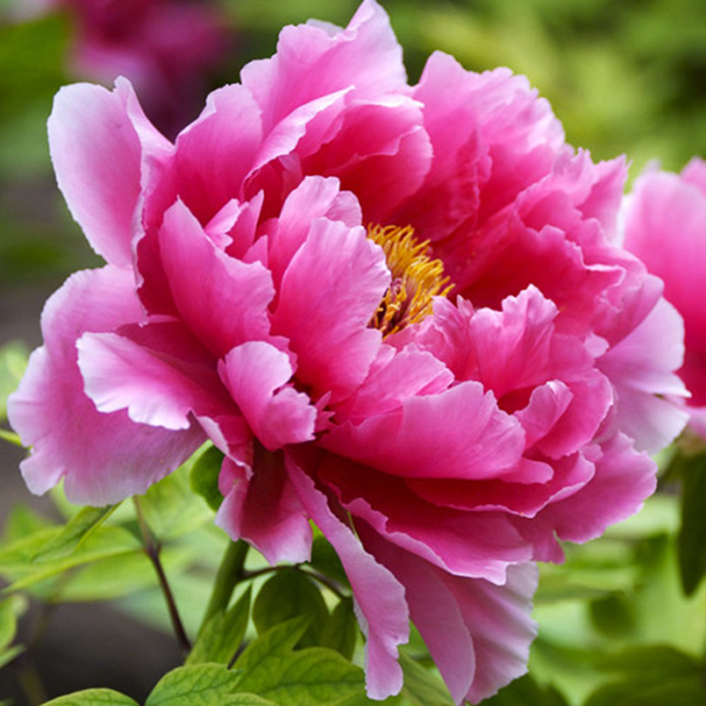 Саженцы Пиона Древовидного Черновцы - изображение 2