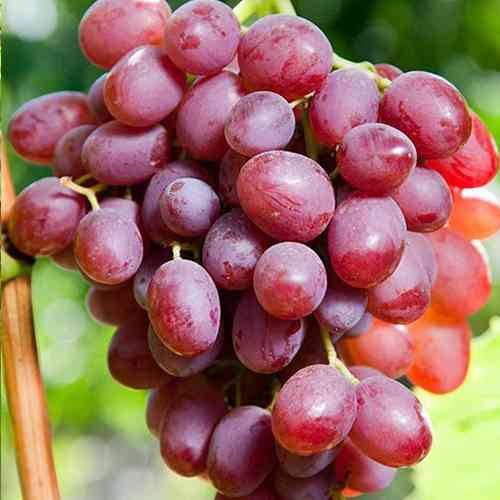 Саженцы винограда Багряный (черенкованный) - 2-летний Черновцы