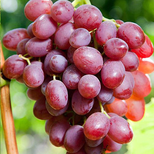 Саженцы винограда Багряный (черенкованный) - 2-летний Черновцы - изображение 1