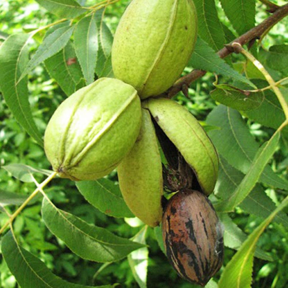 Саджанці пекана Kiowa (Кайова) - 2-річний Чернівці - фото 1