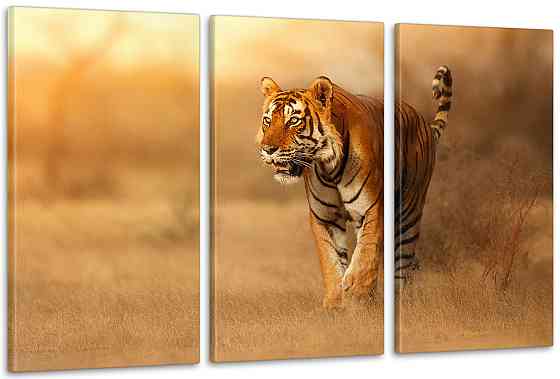Модульна картина Природа Тигр Аrt-183_3А Київ