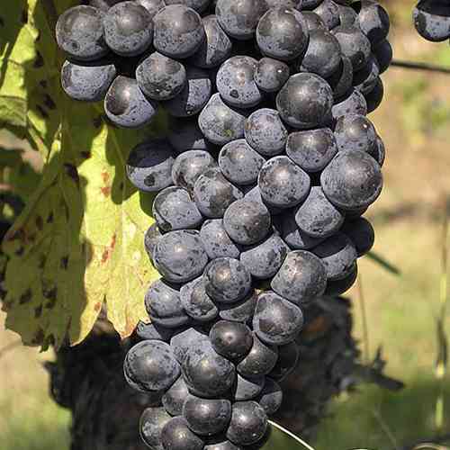 Саженцы винограда Зейбель 13-666 (черенкованный) - 1-летний Черновцы