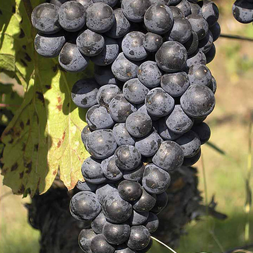 Cаджанці винограду Зейбель 13-666 (черенкований) - 1-річний Чернівці - фото 1