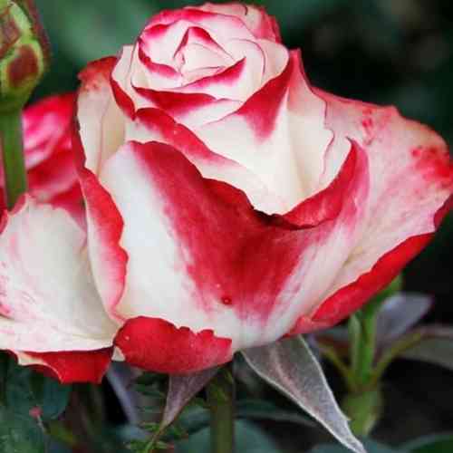 Саджанці троянд Світнес (привитий) - 2-річний Чернівці