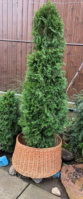 Підставка плетена, під ялинку Київ - фото 1