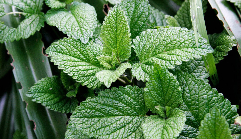 Мелисса лекарственная трава (пак/50 грамм) Харьков - изображение 2