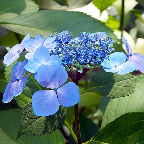 Саджанці гортензії Марієса Перфекта Блу (черенкований) - 2-річний Чернівці - фото 1