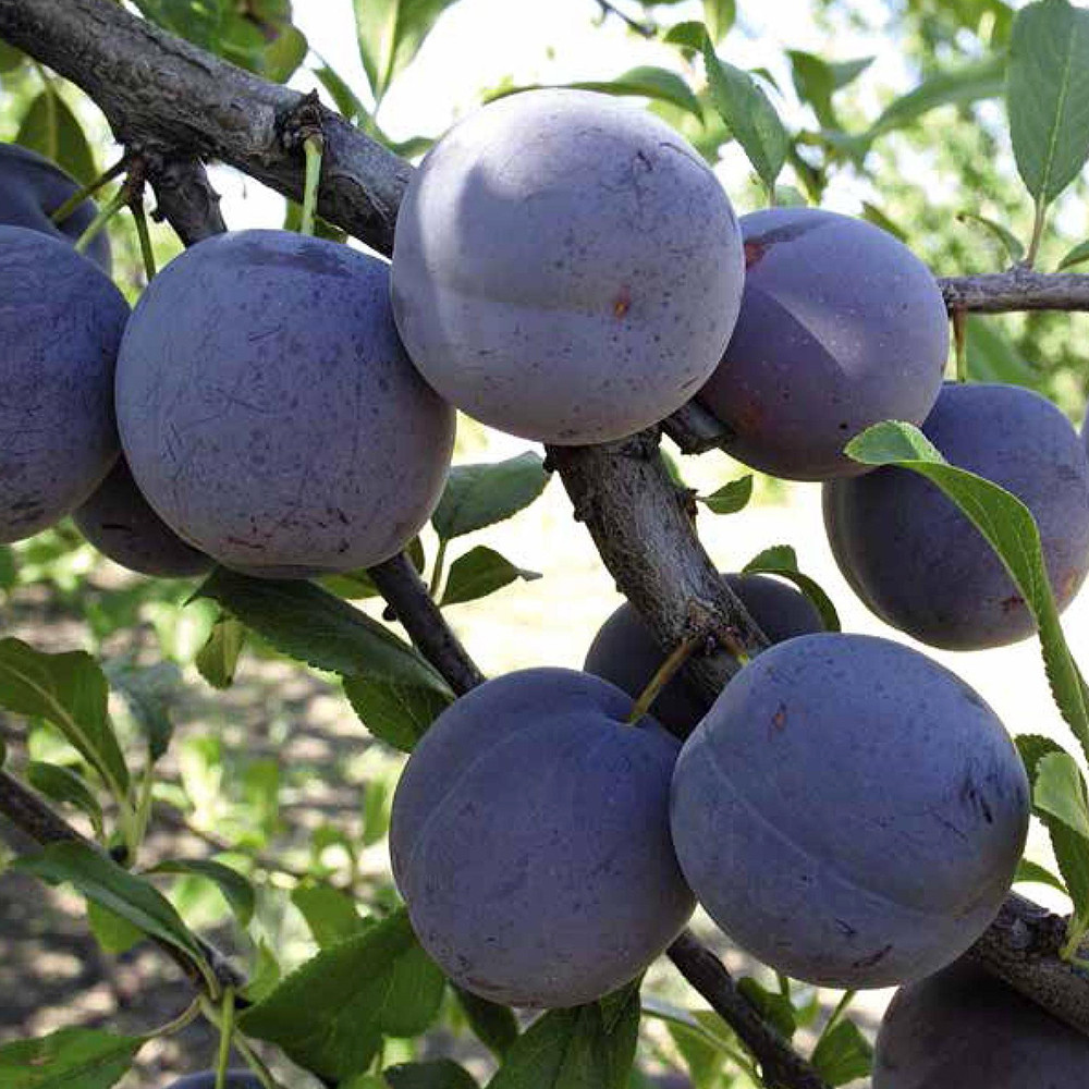 Саженцы сливы Чачакская Ранняя (привитый) - 2-летний Черновцы - изображение 1