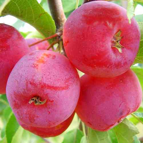 Саджанці яблуні Китайка (привитий) - 1-річний Чернівці