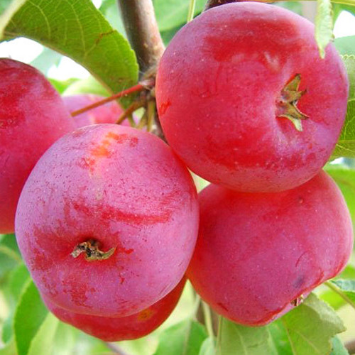 Саджанці яблуні Китайка (привитий) - 1-річний Чернівці - фото 1